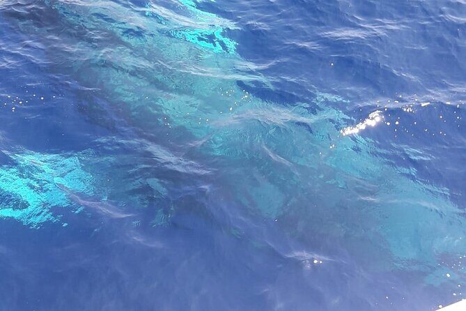 Tenerife Los Cristianos: Whale and Dolphin Eco-Yacht and Swim Stop - Conclusions: Who Will Love This Tour?