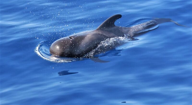 Tenerife: Los Gigantes Whale Watching Cruise by Sail Boat - An In-Depth Look at the Tenerife Whale Watching Cruise