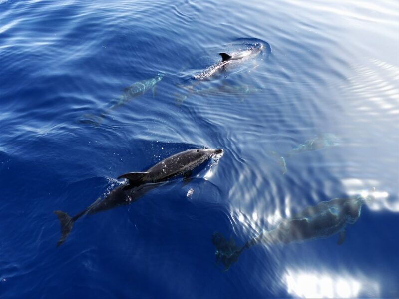 Tenerife: Los Gigantes Whale Watching Cruise by Sail Boat - Who Should Book This Tour?