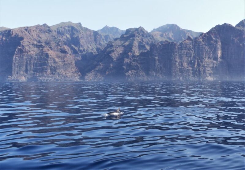 Tenerife: Los Gigantes Whale Watching Cruise by Sail Boat - Final Thoughts