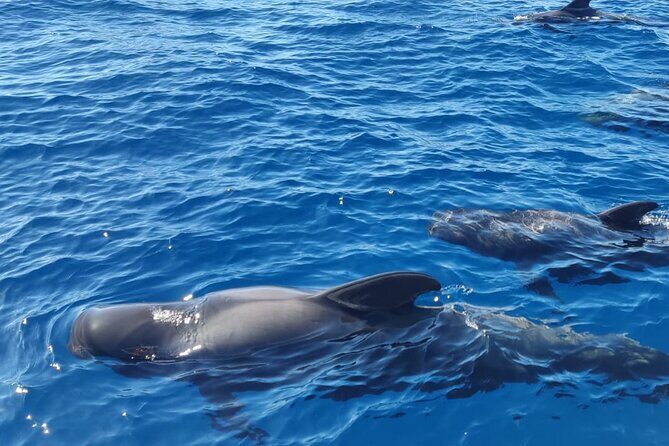 Tenerife Motor Boat Whale Watching & Snorkeling Experience - Key Points
