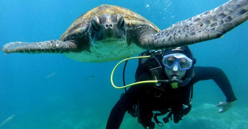 Tenerife: PADI Beginner Scuba Dive in the Turtle Area - Key Points