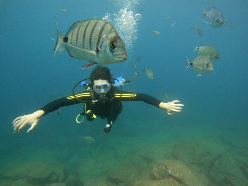 Tenerife: PADI Beginner Scuba Dive in the Turtle Area - Who Should Consider It?