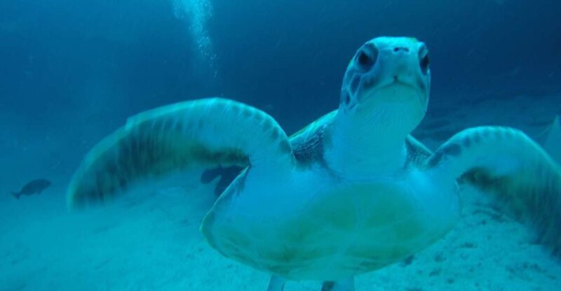 Tenerife : Private Dive for Beginners from a Boat - What to Expect on Your Private Beginner Dive