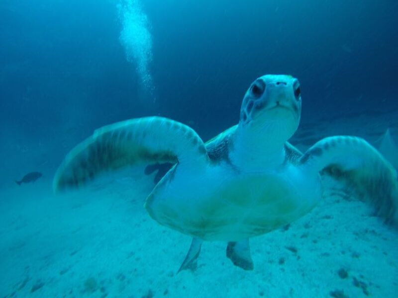 Tenerife : Private Dive for Beginners from a Boat - Who Should Consider This Experience?