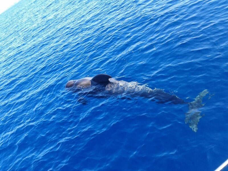 Tenerife: Private or Group 3 Hour Sailing Cruise with Drinks - Detailed Breakdown of the Itinerary