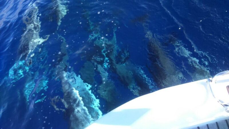 Tenerife: Private or Group 3 Hour Sailing Cruise with Drinks - Final verdict: This cruise is a perfect way to combine scenic sightseeing with wildlife watching. It’s simple, relaxing, and offers enough adventure to keep you intrigued. Whether you’re celebrating a special occasion or just want a peaceful escape on the water, this trip is likely to leave you with plenty of fond memories.