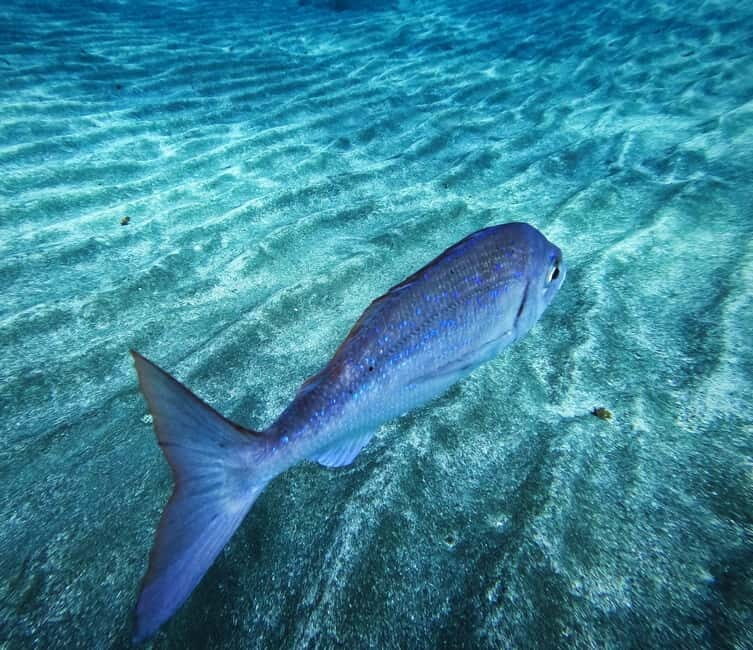 Tenerife: Private Scuba DivingCertified Instructor & Photos - An Honest Look at the Tenerife Private Scuba Tour
