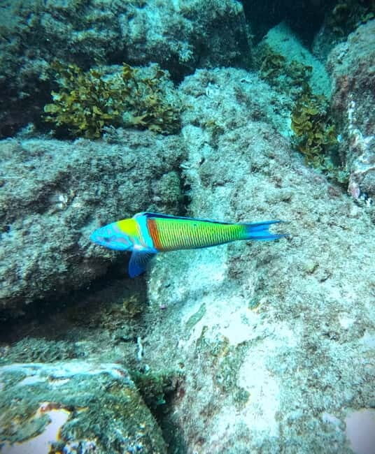 Tenerife: Private Scuba DivingCertified Instructor & Photos - Photos and Videos — No Hidden Costs