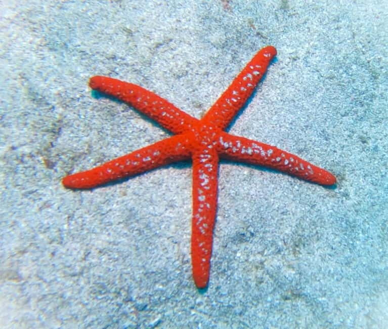 Tenerife: Private Scuba DivingCertified Instructor & Photos - Post-Dive and Return