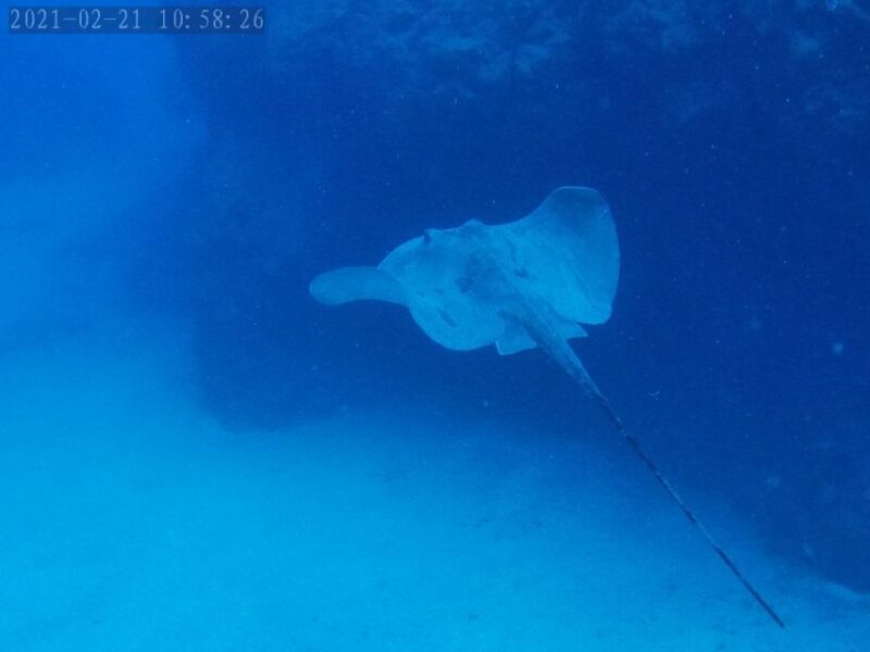Tenerife: Puerto Colon Certified Scuba Dive by Speed Boat - Why You’ll Love This Tour