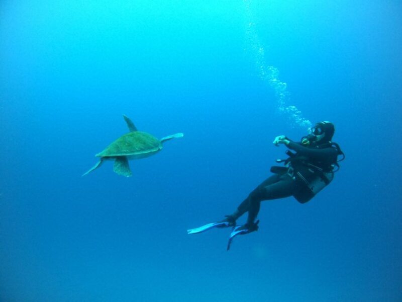Tenerife: Puerto Colon Certified Scuba Dive by Speed Boat - What Sets This Experience Apart