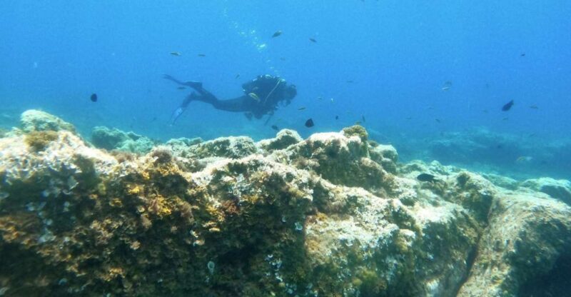 Tenerife: Puerto Colon Certified Scuba Dive by Speed Boat - Practical Considerations