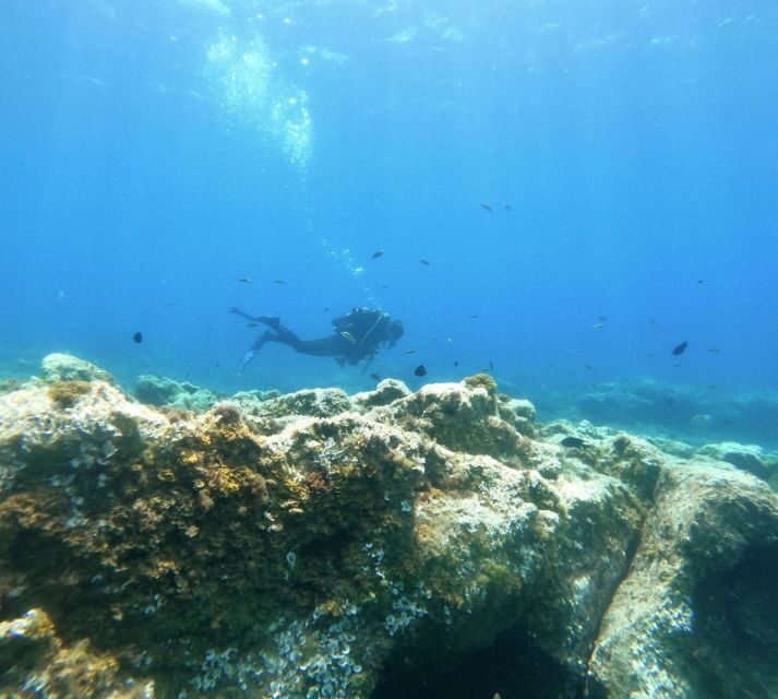 Tenerife: Puerto Colon Certified Scuba Dive by Speed Boat - Final Thoughts: Who Is This Tour For?