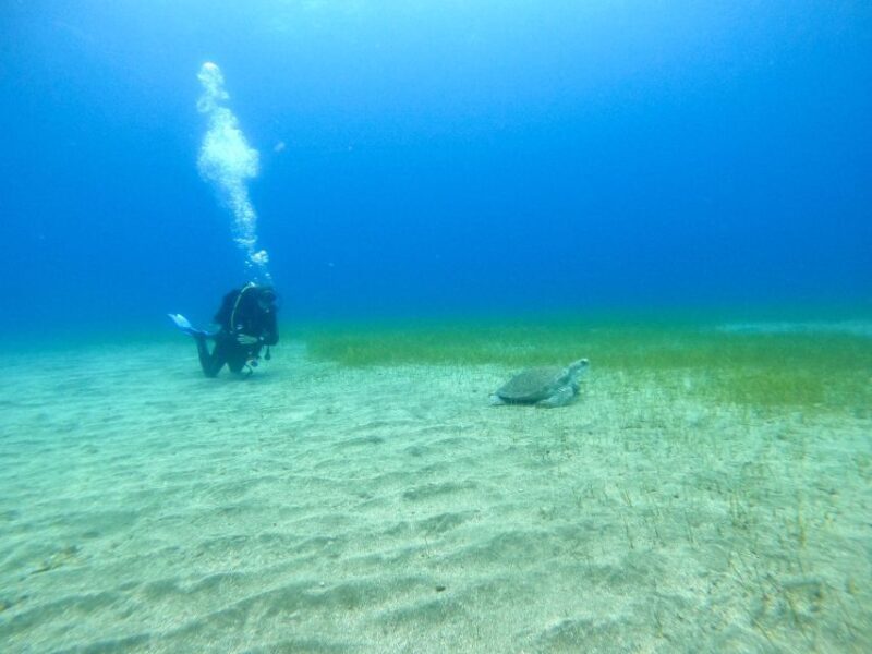 Tenerife: Puerto Colon Certified Scuba Dive by Speed Boat - FAQ