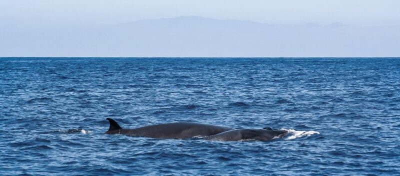 Tenerife: Sailboat Tour Whale Watching Food and Snorkeling - FAQ