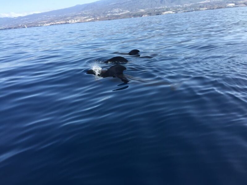 Tenerife: Sailing Excursion with Whale and Dolphin Watching - The Experience in a Nutshell