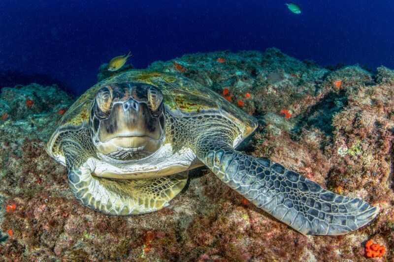 Tenerife: Scuba Diving Experience for Every Level - An In-Depth Look at the Tenerife Scuba Diving Experience