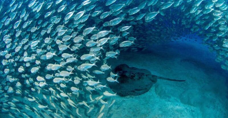 Tenerife: Scuba Diving Experience for Every Level - The Sum Up