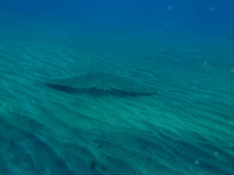 Tenerife Scuba Diving for Certified Divers - Why This Tour Offers Good Value