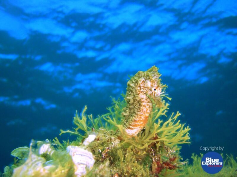 Tenerife Scuba Diving for Certified Divers - FAQ