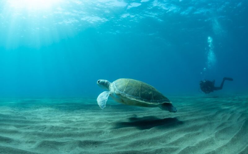 Tenerife: Scuba Diving Lesson and Abades Protected Area Dive - A Closer Look at the Tenerife Scuba Diving Tour