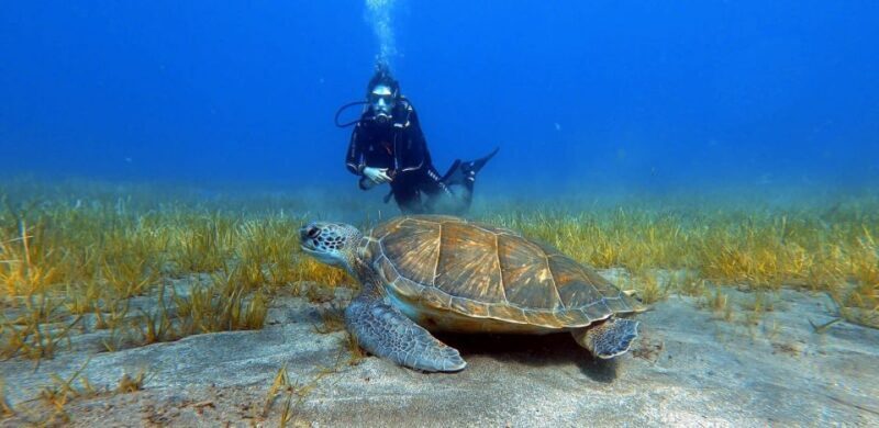 Tenerife: Scuba Diving Lesson and Abades Protected Area Dive - What Makes This Tour Stand Out?