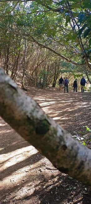 Tenerife: Senderismo Anaga, Bosque Mágico, Reserva Biosfera - Tenerife: Senderismo Anaga, Bosque Mágico, Reserva Biosfera