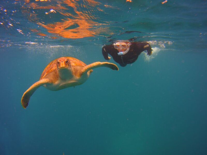 Tenerife: Snorkel with Turtles - FAQs