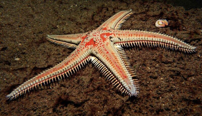 Tenerife: Snorkeling Equipment Rental in Radazul - Transportation and location insights