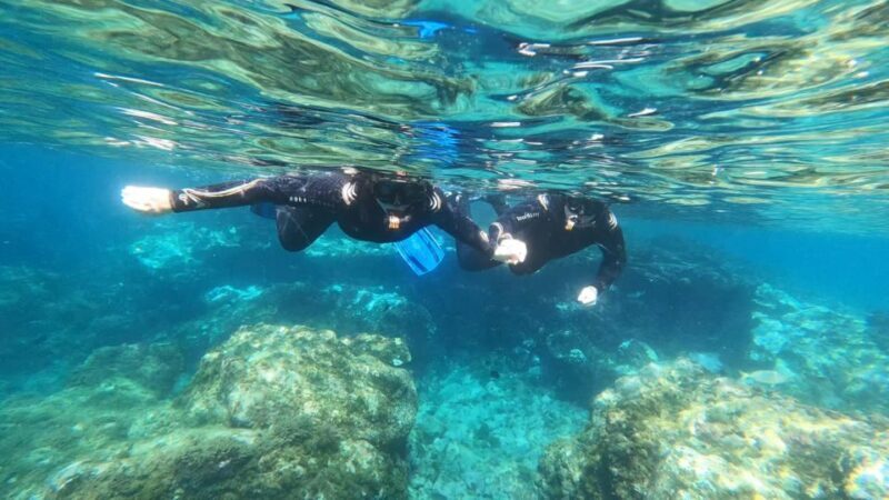 Tenerife: Snorkeling Tour in a Marine Protected Area - Equipment and Guides: What Makes This Tour Stand Out