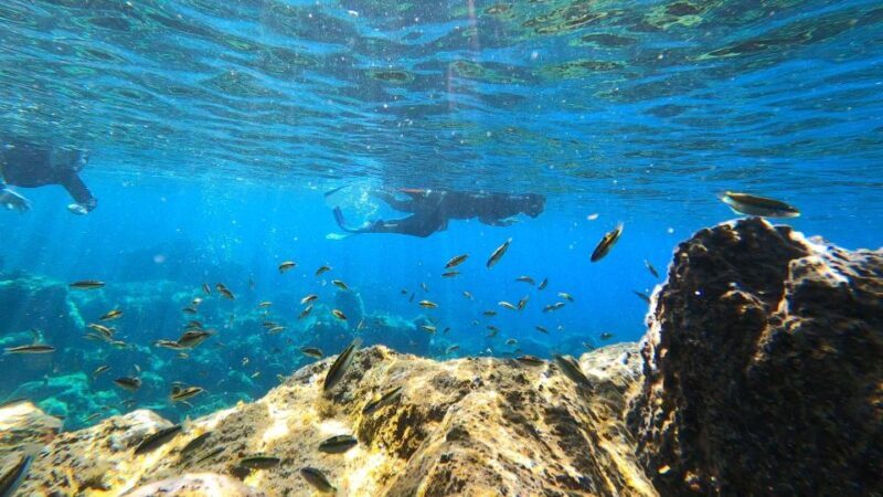 Tenerife: Snorkeling Tour in a Marine Protected Area - The Social Aspect and Small Group Experience