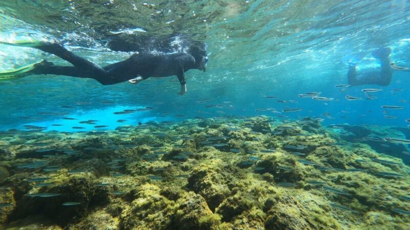 Tenerife: Snorkeling Tour in a Marine Protected Area - Price and Value: Is It Worth It?