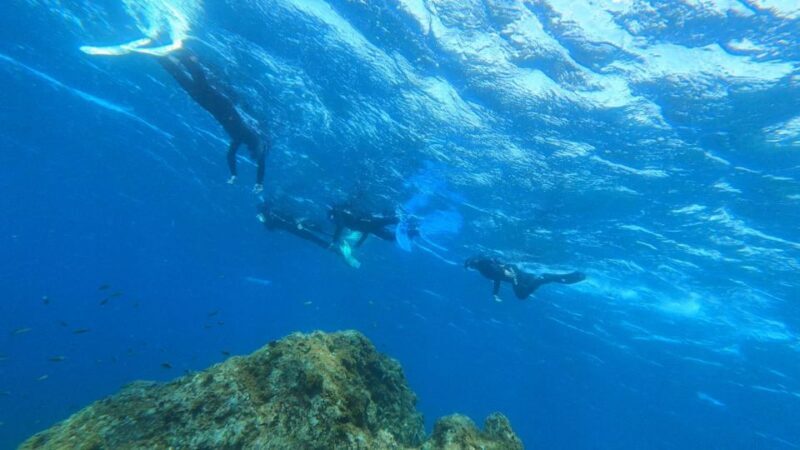 Tenerife: Snorkeling Tour in a Marine Protected Area - Who Should Book This Tour?