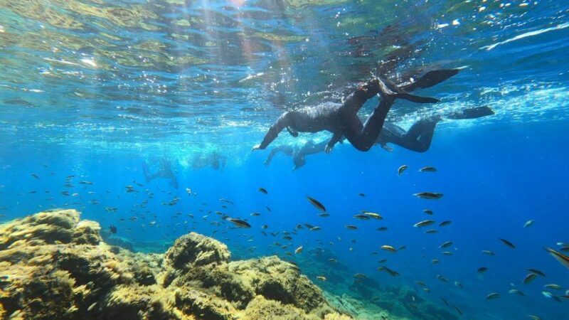 Tenerife: Snorkeling Tour in a Marine Protected Area - Final Thoughts: Is This Tour Worth Your Time?