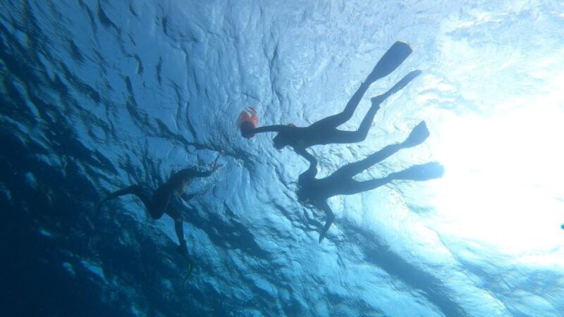 Tenerife: Snorkeling Tour in a Marine Protected Area - FAQ