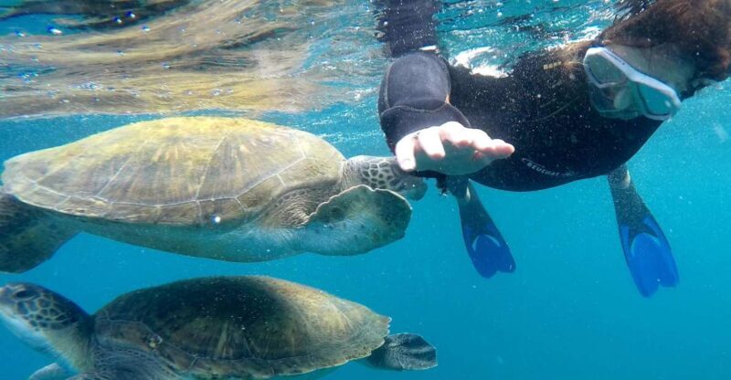 Tenerife: Snorkeling Trip in a Turtle Habitat - Why This Tour Offers Good Value