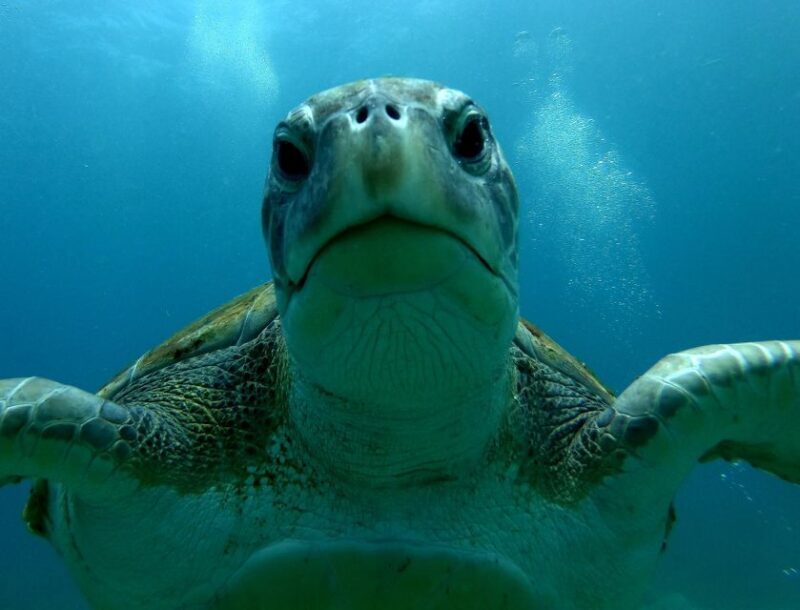 Tenerife: Snorkeling Trip in a Turtle Habitat - Authentic Experiences from Travelers