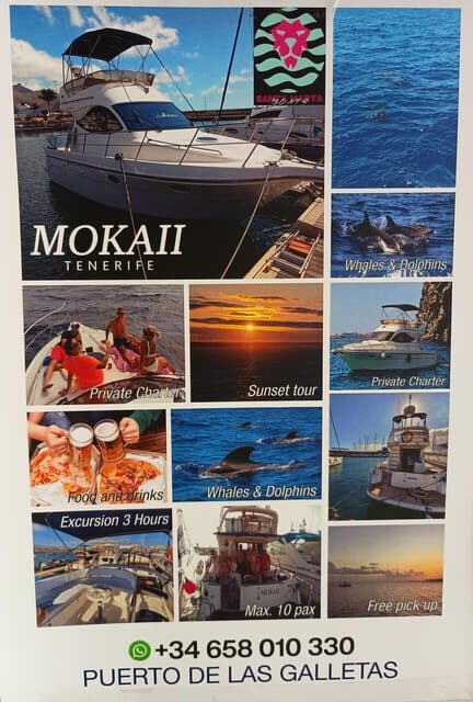 Tenerife south: safari with luxury boat , animals encounters - An In-Depth Look at the Tenerife South Luxury Marine Safari