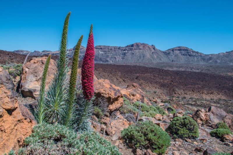 Tenerife: Teide and Las Cañadas Half-Day Tour - Final Thoughts: Who Should Consider This Tour?