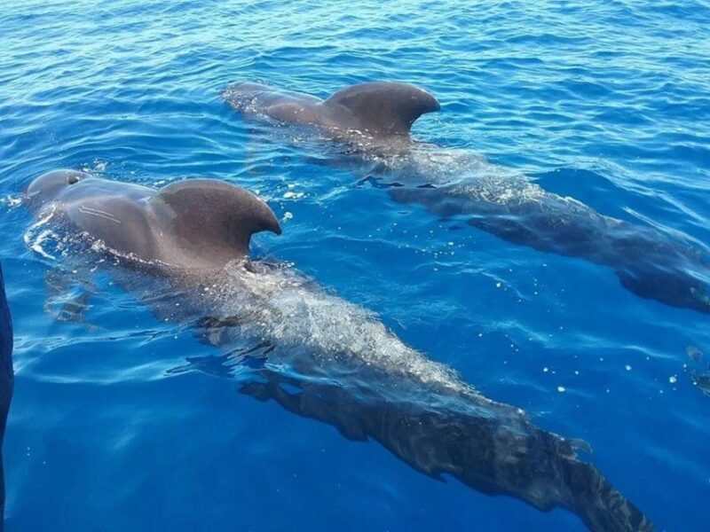 Tenerife: Teide National Park and Dolphins Sailboat Tour - FAQ