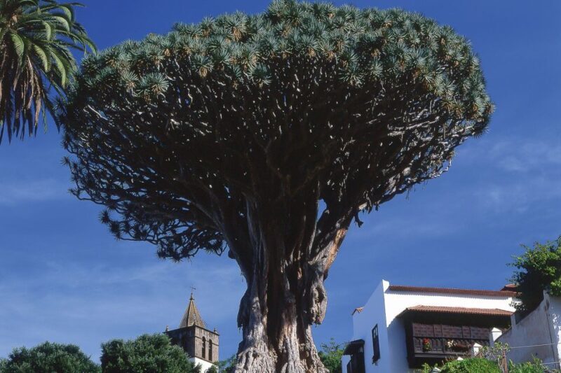 Tenerife: Teide National Park Full-Day Tour with Pickup - A Closer Look at the Tenerife Full-Day Tour