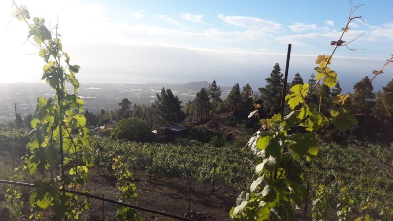 Tenerife: Tour of an Organic Vineyard with Tasting & Snacks - Tasting and Pairings: Savoring Local Flavors