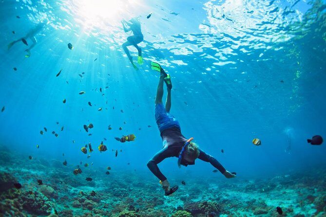 Tenerife Turtle and Snorkel Tour from Costa Adeje - Who Will Love This Tour?