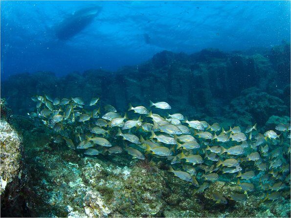 Tenerife Turtle and Snorkel Tour from Costa Adeje - Final Thoughts