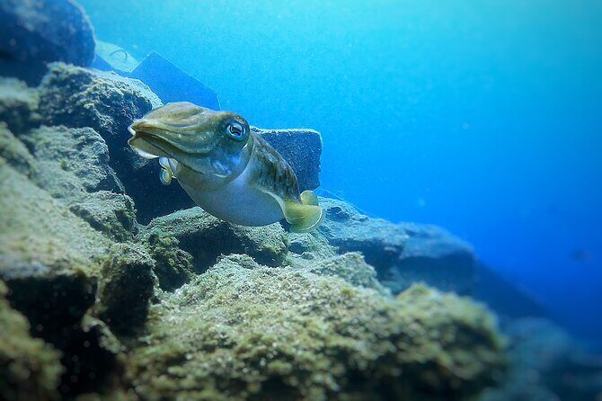 Tenerife Under The Sea - dive into 1-1 personalised experience - Tenerife Under The Sea - A Personalized Underwater Adventure