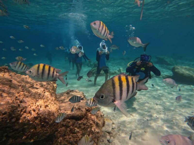 Tenerife: Underwater Walk - Sea Trek Experience - Exploring Tenerife’s Underwater World with Sea Trek