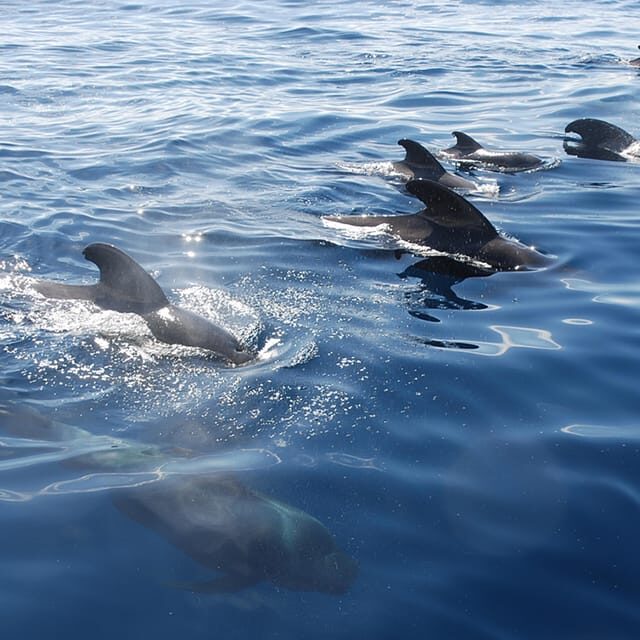 Tenerife: Whale and Dolphin Watching Boat Tour - Authentic Marine Encounters & Responsible Tourism