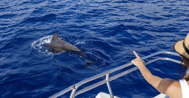 Tenerife: Whale and Dolphin Watching Tour by Sailboat - An in-depth look at the Tenerife Whale and Dolphin Watching Sailboat Tour