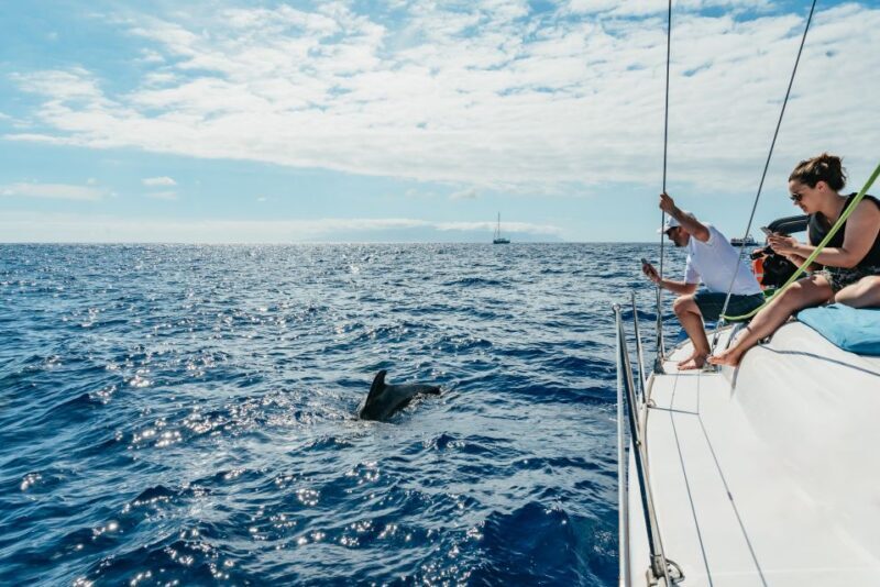 Tenerife: Whale & Dolphin Watching with Drinks and Snacks - Tenerife: Whale & Dolphin Watching with Drinks and Snacks – An Authentic Marine Adventure